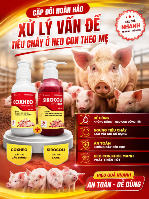 cap_doi_sirocoli_va_coxheo_0 CẶP ĐÔI SIROCOLI & COXHEO