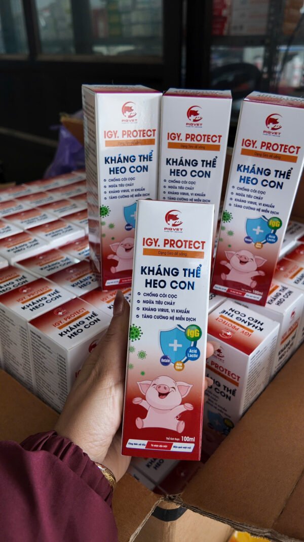 igy_protect_khang_the_heo_con_16 IGY.PROTECT – Kháng thể heo con