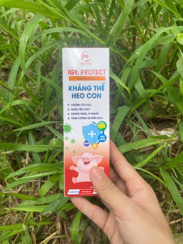igy_protect_khang_the_heo_con_6 IGY.PROTECT – Kháng thể heo con