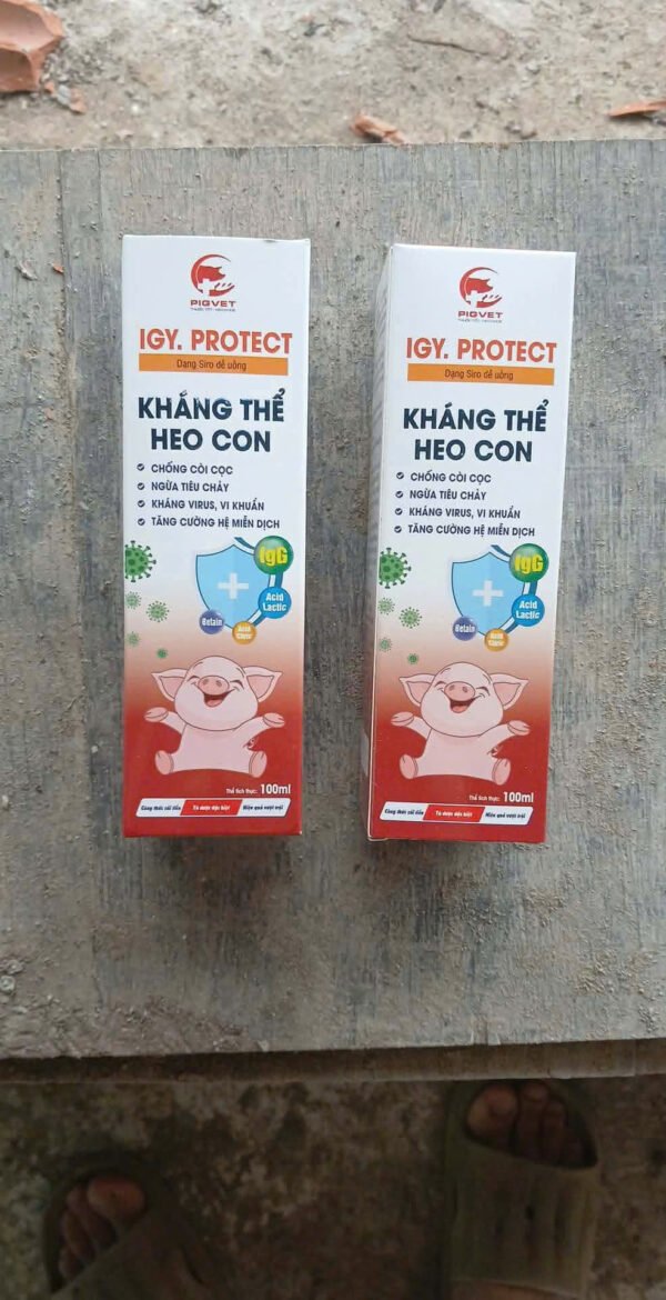 igy_protect_khang_the_heo_con_8 IGY.PROTECT – Kháng thể heo con