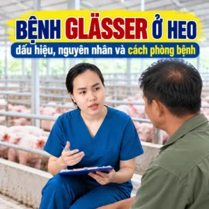 Bệnh Glässer ở heo: dấu hiệu, nguyên nhân và cách phòng bệnh