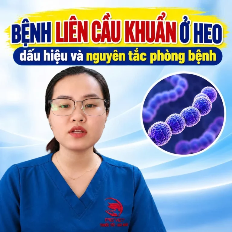 Bệnh liên cầu khuẩn ở heo: dấu hiệu và nguyên tắc phòng bệnh