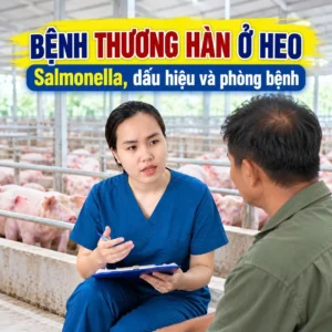 Bệnh thương hàn ở heo: Salmonella, dấu hiệu và phòng bệnh