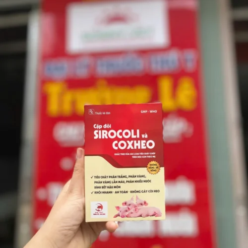 CẶP ĐÔI SIROCOLI & COXHEO