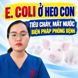 E. coli ở heo con: tiêu chảy, mất nước và biện pháp phòng bệnh