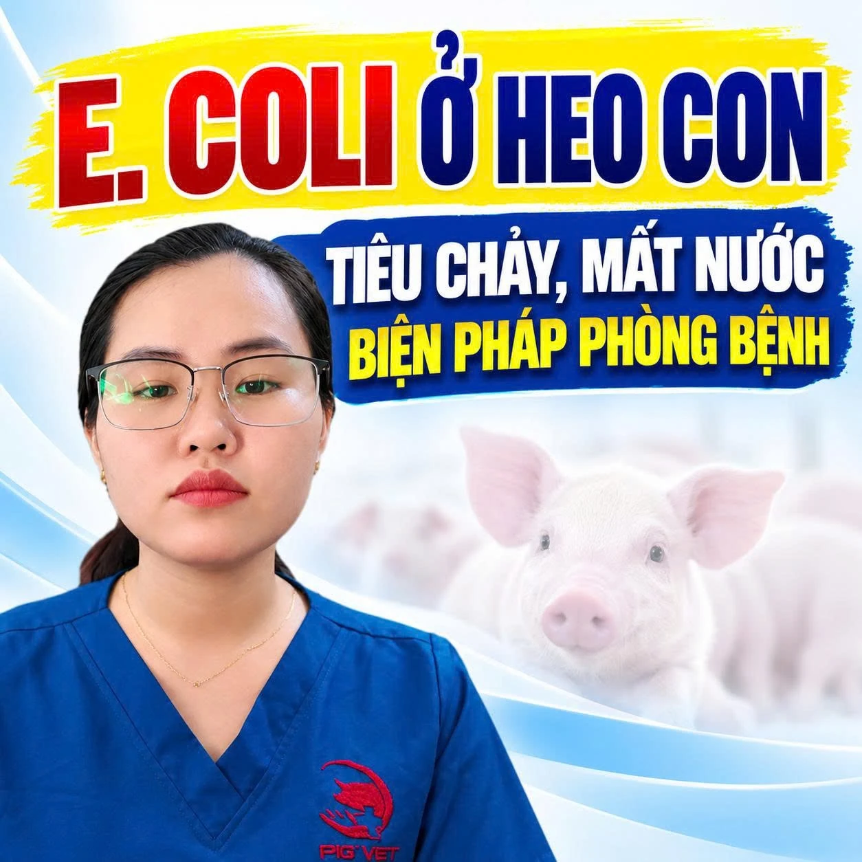 E. coli ở heo con: tiêu chảy, mất nước và biện pháp phòng bệnh