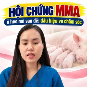 Hội chứng MMA ở heo nái sau đẻ: dấu hiệu và chăm sóc
