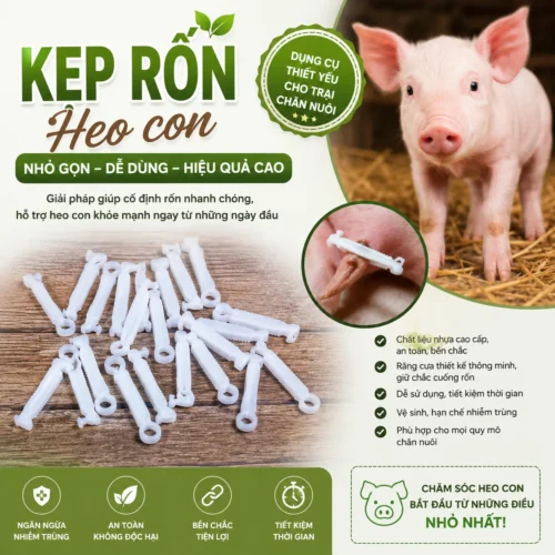 KẸP RỐN HEO CON